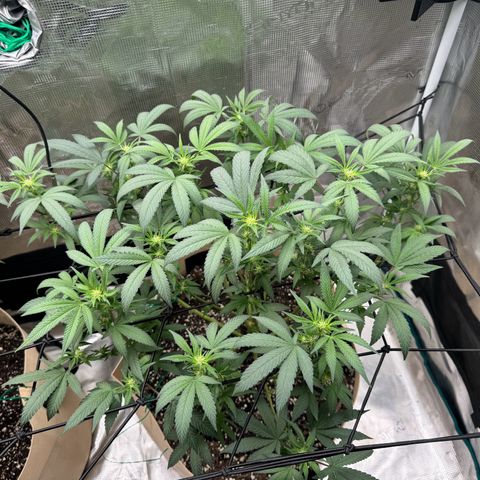 Lung Buster growlog timeline photo