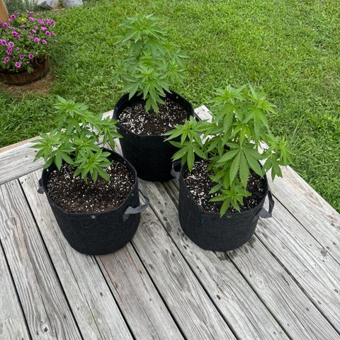 Mango Kush growlog timeline photo
