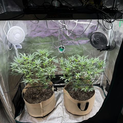 Lung Buster growlog timeline photo