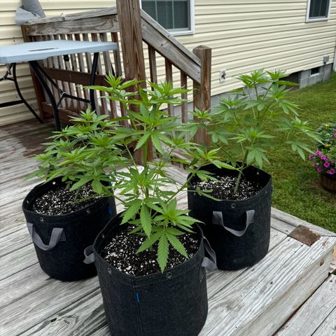 Mango Kush growlog timeline photo