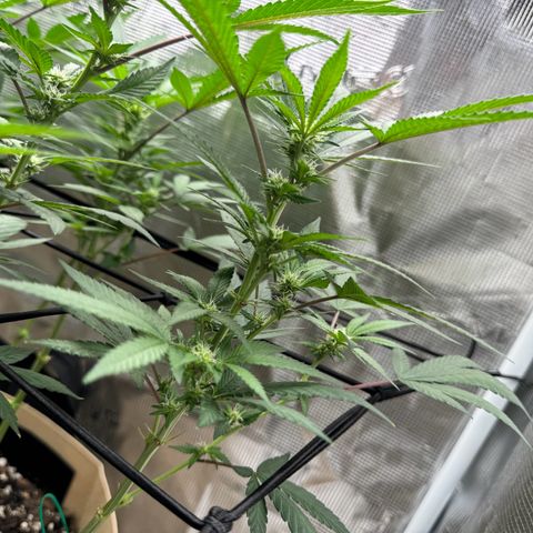 Lung Buster growlog timeline photo