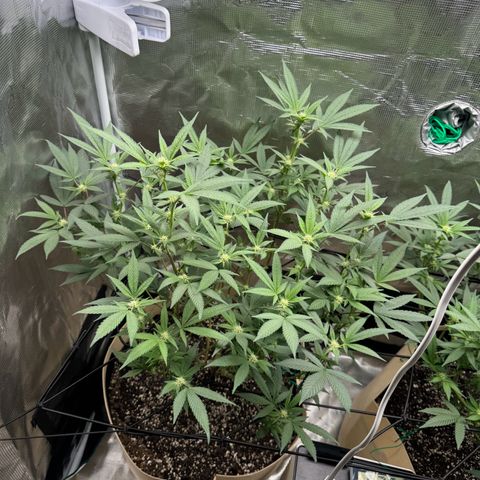Lung Buster growlog timeline photo