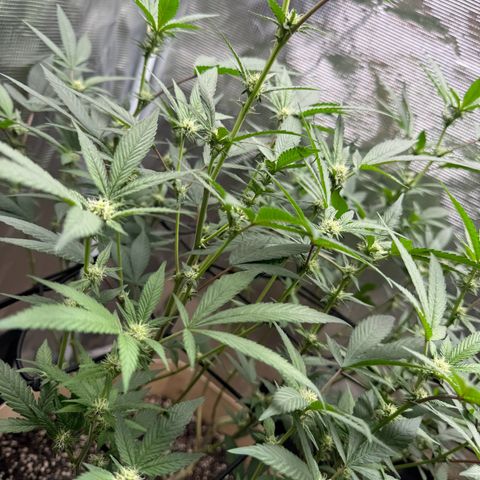 Lung Buster growlog timeline photo