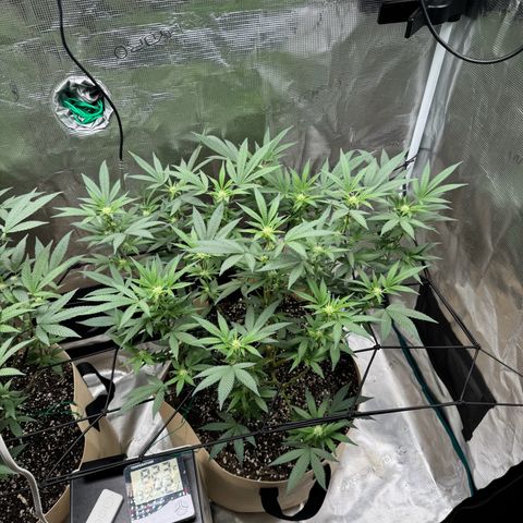 Lung Buster growlog timeline photo