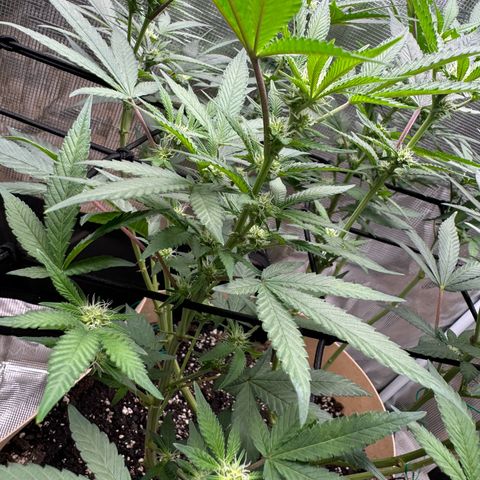 Lung Buster growlog timeline photo
