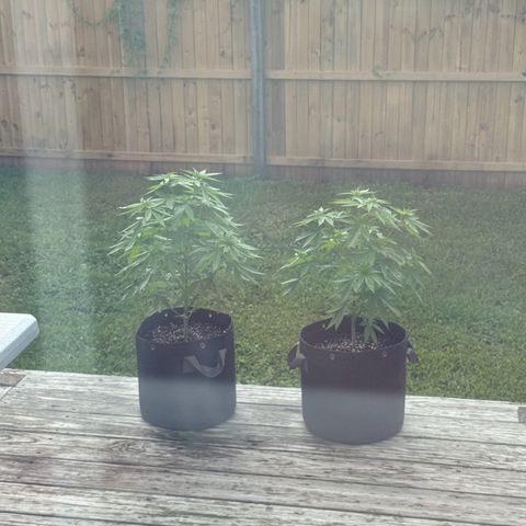 Mango Kush growlog timeline photo