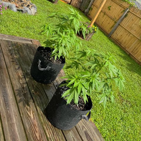 Mango Kush growlog timeline photo