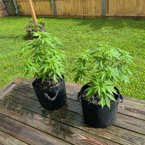 Mango Kush growlog timeline photo