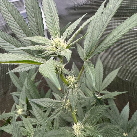 Lung Buster growlog timeline photo
