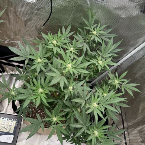 Lung Buster growlog timeline photo