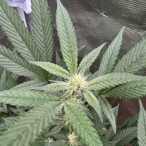 Lung Buster growlog timeline photo