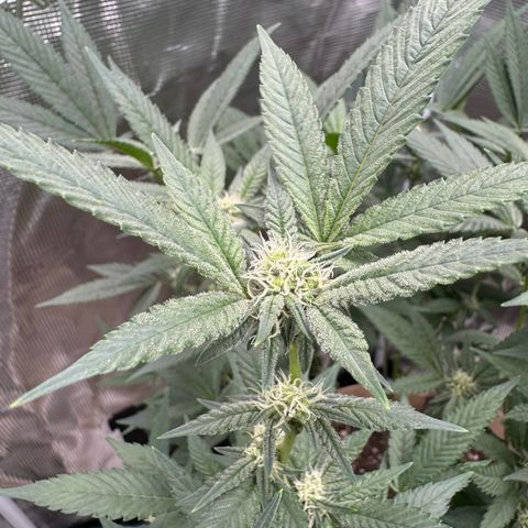 Lung Buster growlog timeline photo