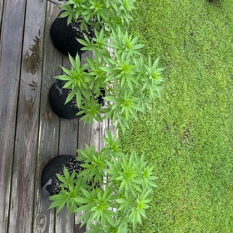 Mango Kush growlog timeline photo