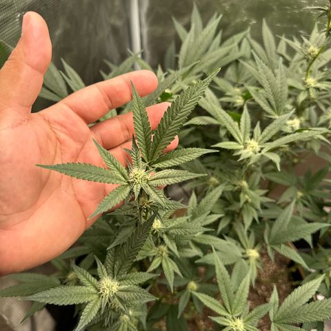 Lung Buster growlog timeline photo