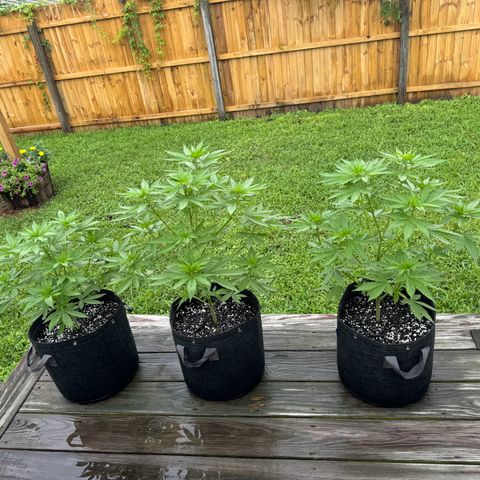 Mango Kush growlog timeline photo
