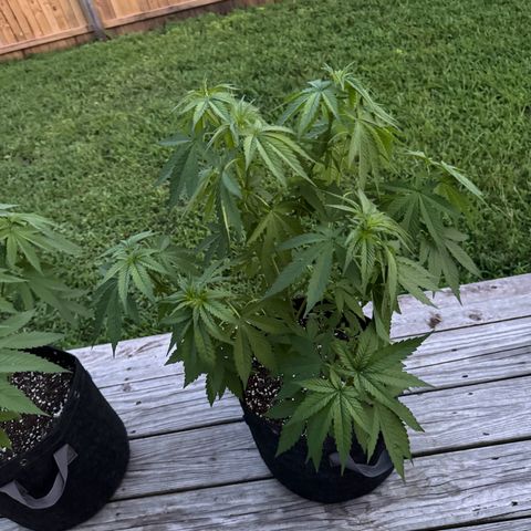 Mango Kush growlog timeline photo