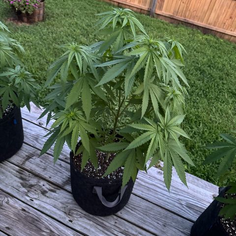 Mango Kush growlog timeline photo