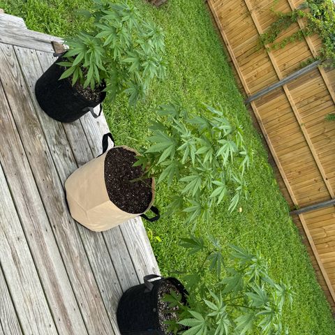 Mango Kush growlog timeline photo