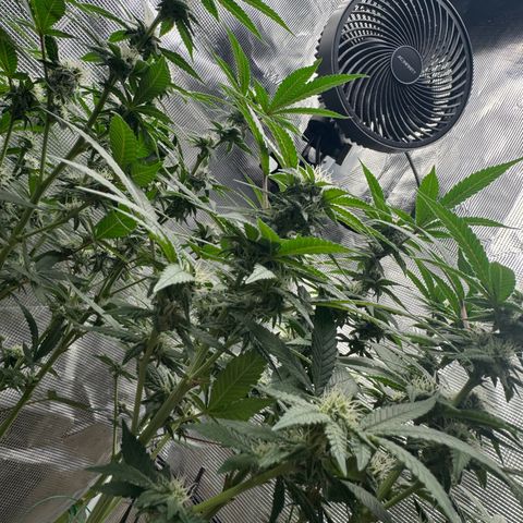 Lung Buster growlog timeline photo