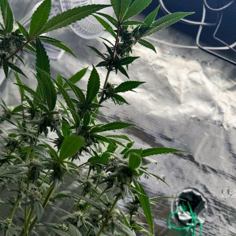 Lung Buster growlog timeline photo