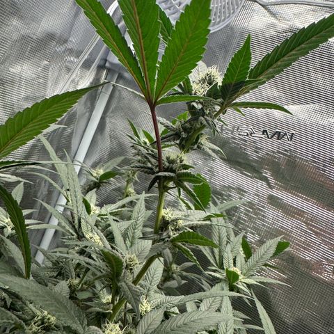 Lung Buster growlog timeline photo
