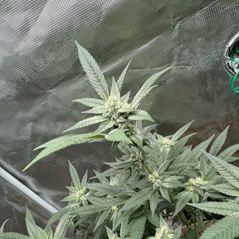 Lung Buster growlog timeline photo