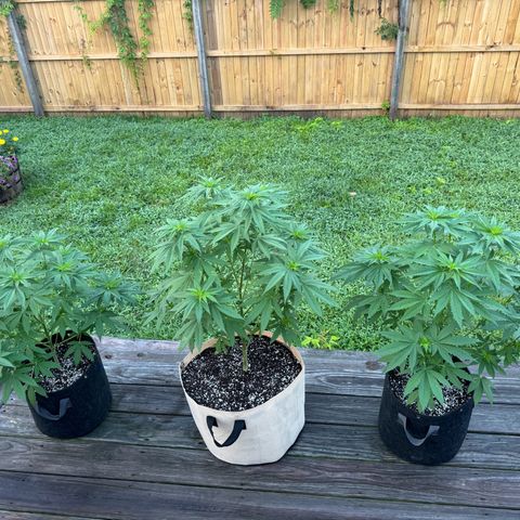 Mango Kush growlog timeline photo