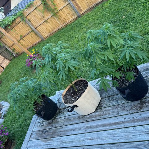 Mango Kush growlog timeline photo
