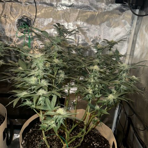 Lung Buster growlog timeline photo