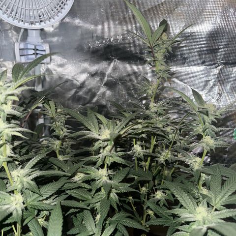 Lung Buster growlog timeline photo