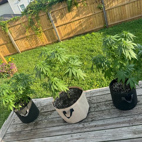 Mango Kush growlog timeline photo