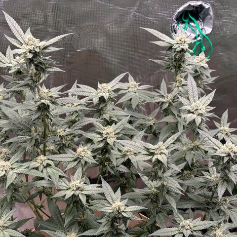 Lung Buster growlog timeline photo