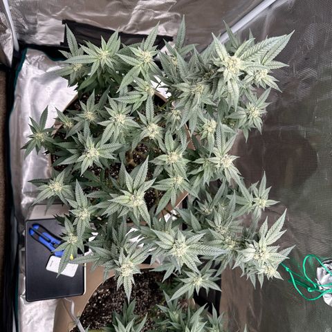Lung Buster growlog timeline photo