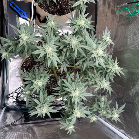 Lung Buster growlog timeline photo