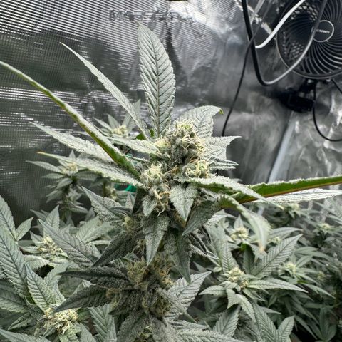 Lung Buster growlog timeline photo