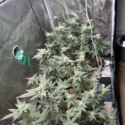Lung Buster growlog timeline photo