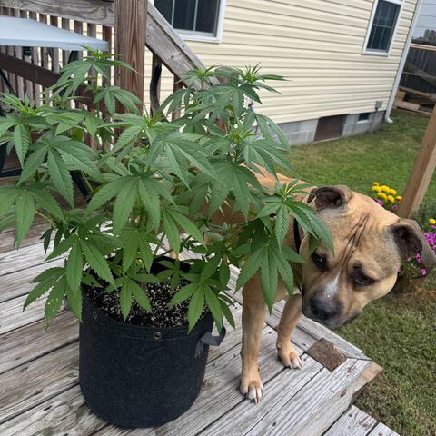 Mango Kush growlog timeline photo