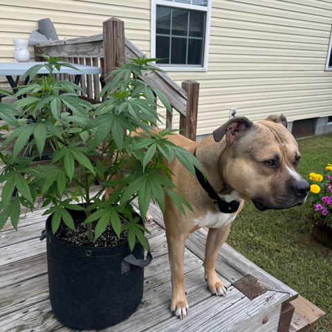 Mango Kush growlog timeline photo