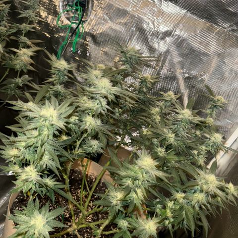Lung Buster growlog timeline photo