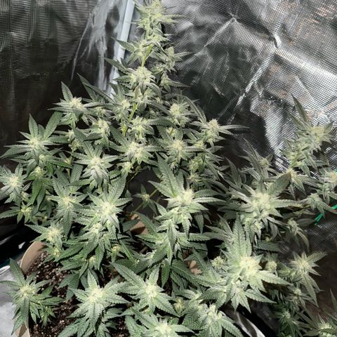 Lung Buster growlog timeline photo