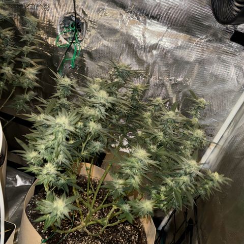 Lung Buster growlog timeline photo