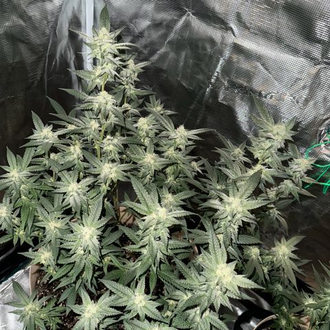 Lung Buster growlog timeline photo