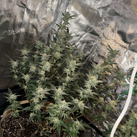 Lung Buster growlog timeline photo
