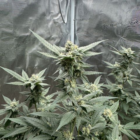 Lung Buster growlog timeline photo