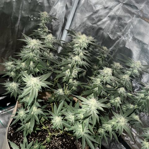 Lung Buster growlog timeline photo