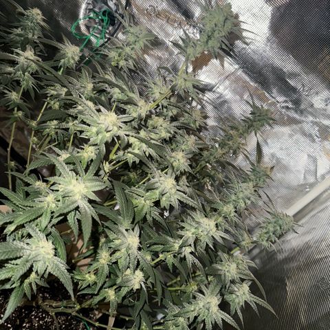 Lung Buster growlog timeline photo
