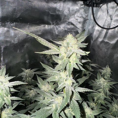 Lung Buster growlog timeline photo