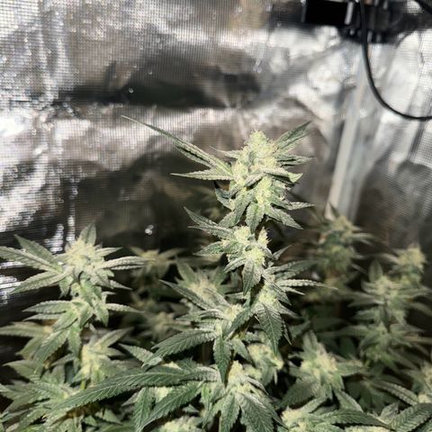 Lung Buster growlog timeline photo