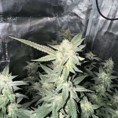 Lung Buster growlog timeline photo
