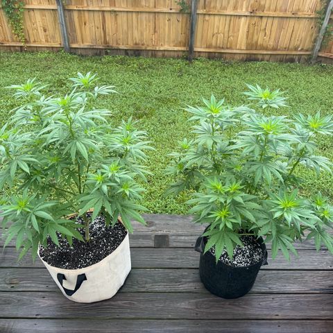 Mango Kush growlog timeline photo